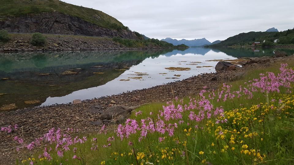 Skjellbogen Hyttegrend Sortland Zewnętrze zdjęcie